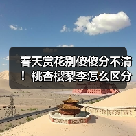春天赏花别傻傻分不清!桃杏樱梨李怎么区分?(图2) 春天赏花别傻傻分不清!桃杏樱梨李怎么区分?(图2)