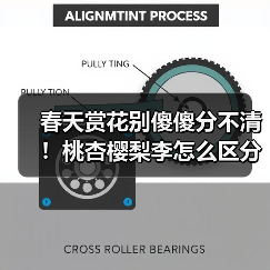 春天赏花别傻傻分不清!桃杏樱梨李怎么区分?(图3) 春天赏花别傻傻分不清!桃杏樱梨李怎么区分?(图3)