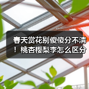 春天赏花别傻傻分不清!桃杏樱梨李怎么区分?(图4) 春天赏花别傻傻分不清!桃杏樱梨李怎么区分?(图4)