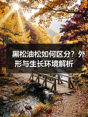 黑松油松如何区分?外形与生长环境解析(图2) 黑松油松如何区分?外形与生长环境解析(图2)