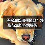 黑松油松如何区分?外形与生长环境解析(图4) 黑松油松如何区分?外形与生长环境解析(图4)
