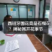 西班牙国花竟是石榴花?揭秘其开花季节(图3) 西班牙国花竟是石榴花?揭秘其开花季节(图3)