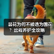 昙花为何不被选为国花?盆栽养护全攻略(图3) 昙花为何不被选为国花?盆栽养护全攻略(图3)