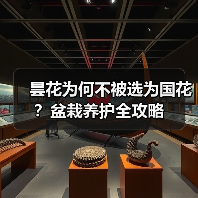 昙花为何不被选为国花?盆栽养护全攻略(图4) 昙花为何不被选为国花?盆栽养护全攻略(图4)
