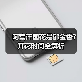 阿富汗国花是郁金香?开花时间全解析(图2) 阿富汗国花是郁金香?开花时间全解析(图2)