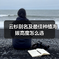 云杉别名及最佳种植海拔高度怎么选(图2) 云杉别名及最佳种植海拔高度怎么选(图2)