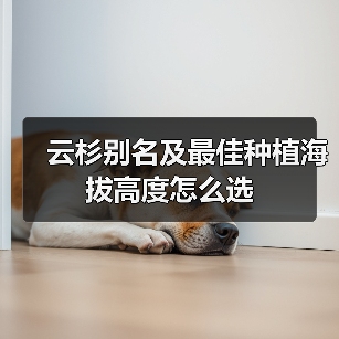 云杉别名及最佳种植海拔高度怎么选(图1) 云杉别名及最佳种植海拔高度怎么选(图1)