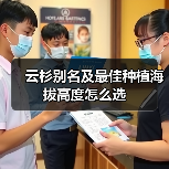 云杉别名及最佳种植海拔高度怎么选(图3) 云杉别名及最佳种植海拔高度怎么选(图3)