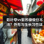 彩叶草vs紫苏傻傻分不清?外形与生长习性详细解析(图1) 彩叶草vs紫苏傻傻分不清?外形与生长习性详细解析(图1)