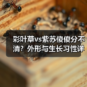 彩叶草vs紫苏傻傻分不清?外形与生长习性详细解析(图4) 彩叶草vs紫苏傻傻分不清?外形与生长习性详细解析(图4)