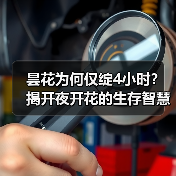 昙花为何仅绽4小时?揭开夜开花的生存智慧(图4) 昙花为何仅绽4小时?揭开夜开花的生存智慧(图4)