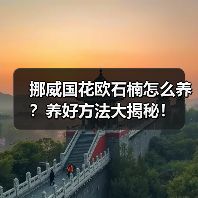 挪威国花欧石楠怎么养?养好方法大揭秘!(图3) 挪威国花欧石楠怎么养?养好方法大揭秘!(图3)