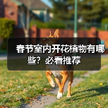 春节室内开花植物有哪些?必看推荐(图2) 春节室内开花植物有哪些?必看推荐(图2)