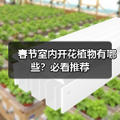 春节室内开花植物有哪些?必看推荐(图4) 春节室内开花植物有哪些?必看推荐(图4)
