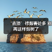 ‘去顶’修剪害处多 别再这样剪树了(图2) ‘去顶’修剪害处多 别再这样剪树了(图2)