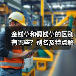 金钱草和铜钱草的区别有哪些?别名及特点解析(图3) 金钱草和铜钱草的区别有哪些?别名及特点解析(图3)
