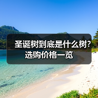 圣诞树到底是什么树？选购价格一览（图1）
