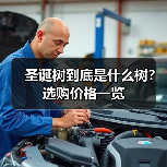 圣诞树到底是什么树？选购价格一览（图3）