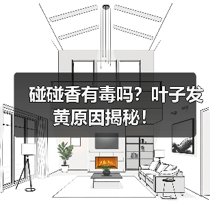 碰碰香有毒吗?叶子发黄原因揭秘!(图1) 碰碰香有毒吗?叶子发黄原因揭秘!(图1)