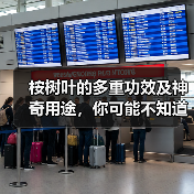桉树叶的多重功效及神奇用途,你可能不知道!(图2) 桉树叶的多重功效及神奇用途,你可能不知道!(图2)