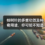 桉树叶的多重功效及神奇用途,你可能不知道!(图3) 桉树叶的多重功效及神奇用途,你可能不知道!(图3)