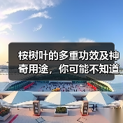 桉树叶的多重功效及神奇用途,你可能不知道!(图4) 桉树叶的多重功效及神奇用途,你可能不知道!(图4)