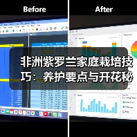 非洲紫罗兰家庭栽培技巧:养护要点与开花秘诀(图3) 非洲紫罗兰家庭栽培技巧:养护要点与开花秘诀(图3)