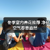 冬季室内养花推荐 净化空气春意盎然(图1) 冬季室内养花推荐 净化空气春意盎然(图1)