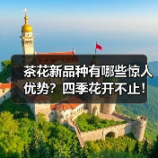 茶花新品种有哪些惊人优势?四季花开不止!(图1) 茶花新品种有哪些惊人优势?四季花开不止!(图1)