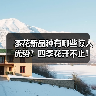 茶花新品种有哪些惊人优势?四季花开不止!(图3) 茶花新品种有哪些惊人优势?四季花开不止!(图3)