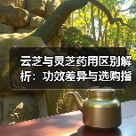 云芝与灵芝药用区别解析:功效差异与选购指南(图2) 云芝与灵芝药用区别解析:功效差异与选购指南(图2)