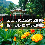 云芝与灵芝药用区别解析:功效差异与选购指南(图1) 云芝与灵芝药用区别解析:功效差异与选购指南(图1)