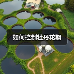 如何控制牡丹花期(图2) 如何控制牡丹花期(图2)