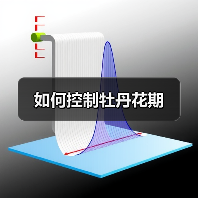 如何控制牡丹花期(图3) 如何控制牡丹花期(图3)