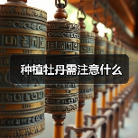 种植牡丹需注意什么(图2) 种植牡丹需注意什么(图2)