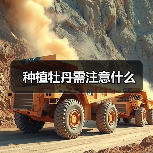 种植牡丹需注意什么(图4) 种植牡丹需注意什么(图4)