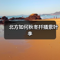 北方如何秋冬扦插紫叶李(图3) 北方如何秋冬扦插紫叶李(图3)