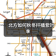 北方如何秋冬扦插紫叶李(图4) 北方如何秋冬扦插紫叶李(图4)
