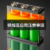 铁线莲应用注意事项（图3）