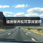 楼房里养桂花掌握要领(图3) 楼房里养桂花掌握要领(图3)