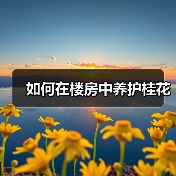 如何在楼房中养护桂花(图1) 如何在楼房中养护桂花(图1)