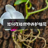 如何在楼房中养护桂花(图2) 如何在楼房中养护桂花(图2)