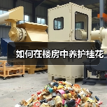 如何在楼房中养护桂花(图3) 如何在楼房中养护桂花(图3)