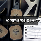 如何在楼房中养护桂花(图4) 如何在楼房中养护桂花(图4)