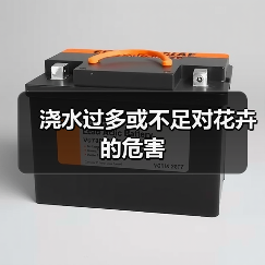 浇水过多或不足对花卉的危害(图3) 浇水过多或不足对花卉的危害(图3)