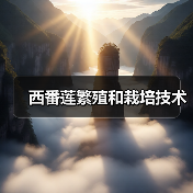 西番莲繁殖和栽培技术(图1) 西番莲繁殖和栽培技术(图1)