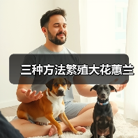 三种方法繁殖大花蕙兰(图3) 三种方法繁殖大花蕙兰(图3)