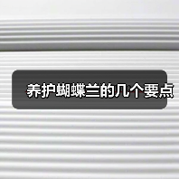 养护蝴蝶兰的几个要点(图4) 养护蝴蝶兰的几个要点(图4)