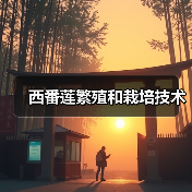 西番莲繁殖和栽培技术(图4) 西番莲繁殖和栽培技术(图4)