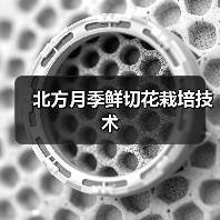 北方月季鲜切花栽培技术(图1) 北方月季鲜切花栽培技术(图1)